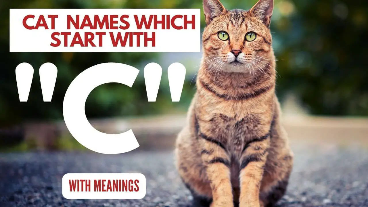 Featured Image for Cat Names which start with C