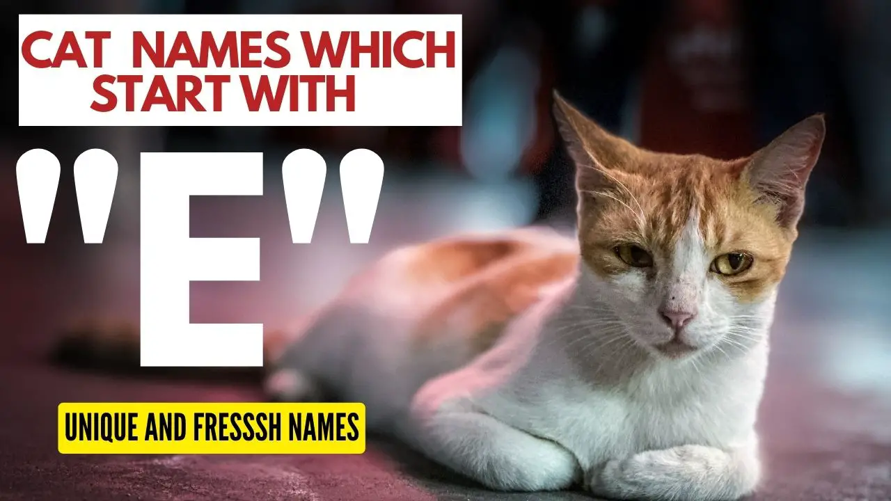 Featured Image for Cat Names which start with E
