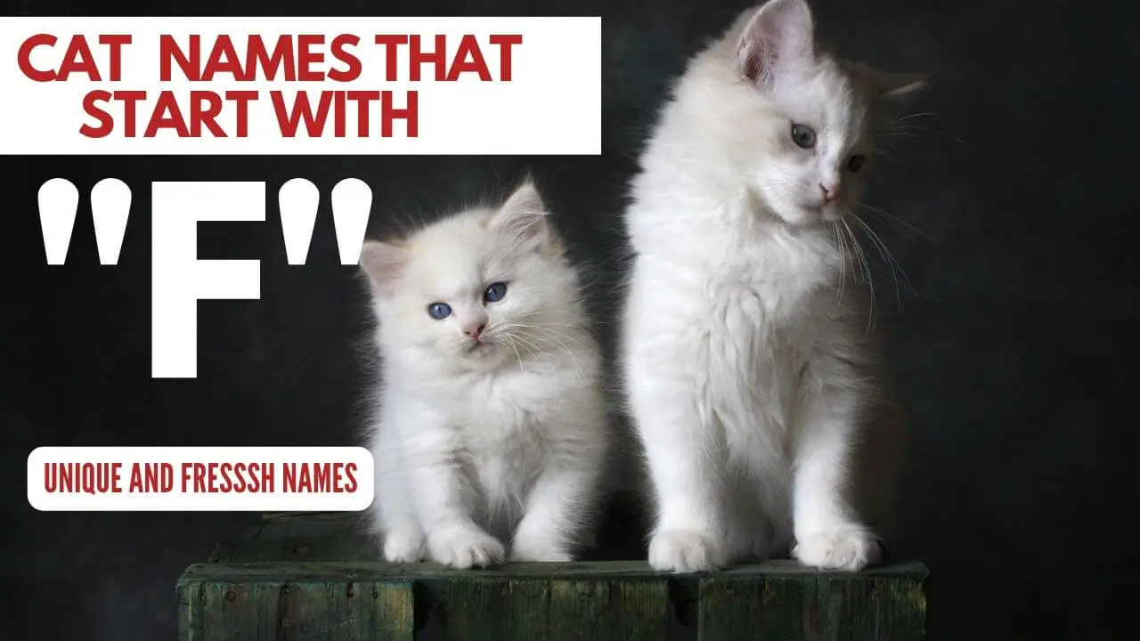 Featured Image for Cat Names which start with F