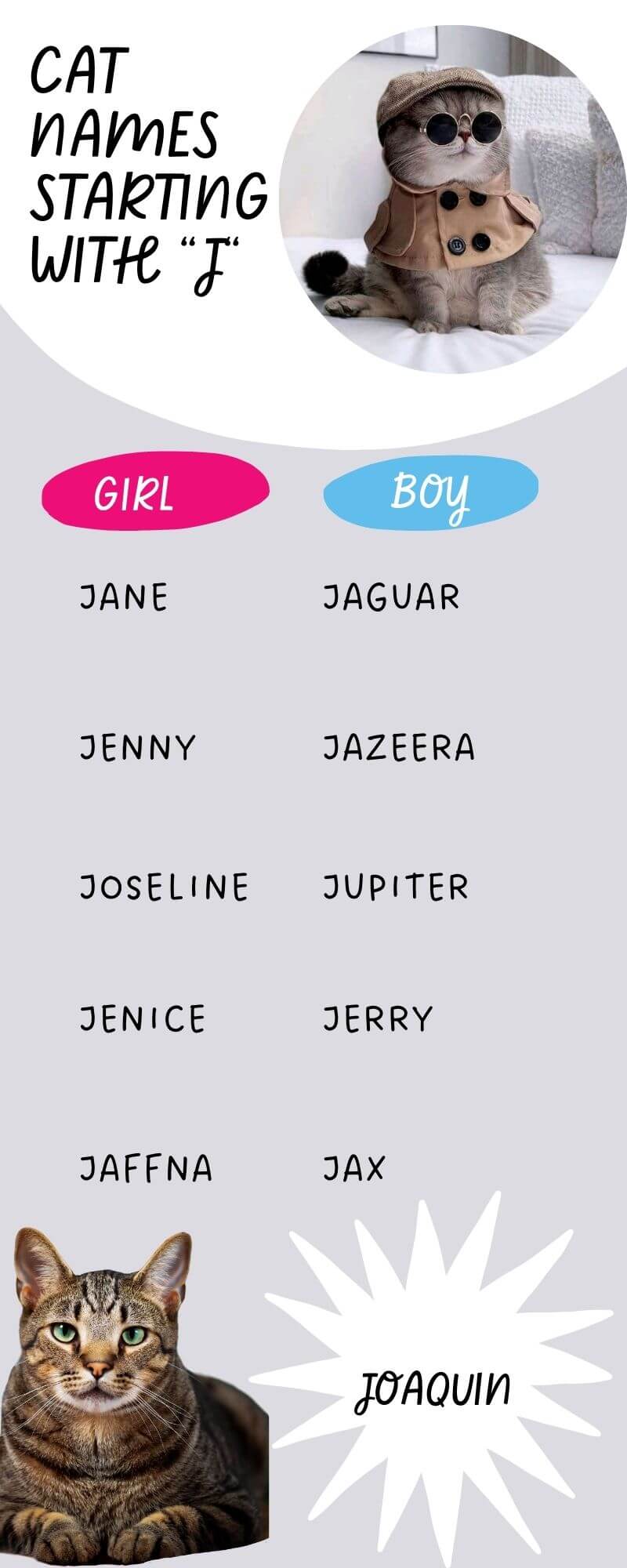 Most Popular Cat Names Starting with 'J' Infographic