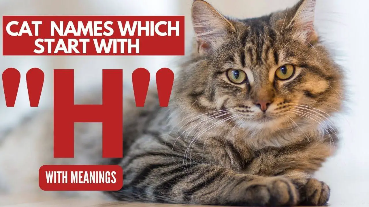 This is a Featured Image for Blog Post Cat Names that start with H
