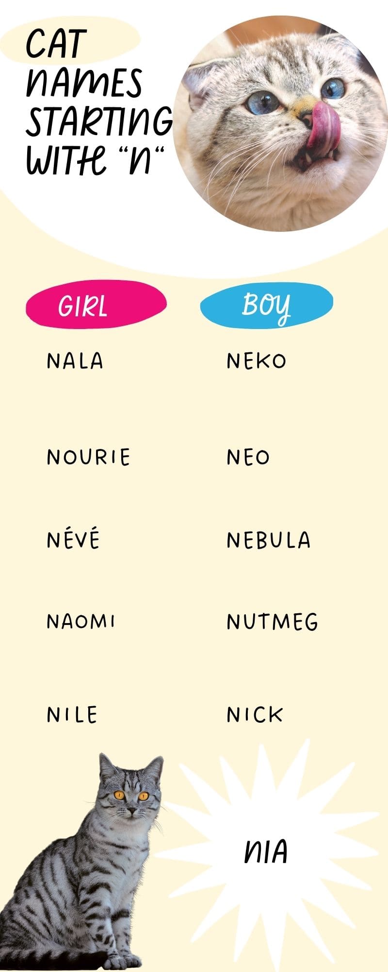 This infographic shows 11 Cat Names Starting with 'N'
