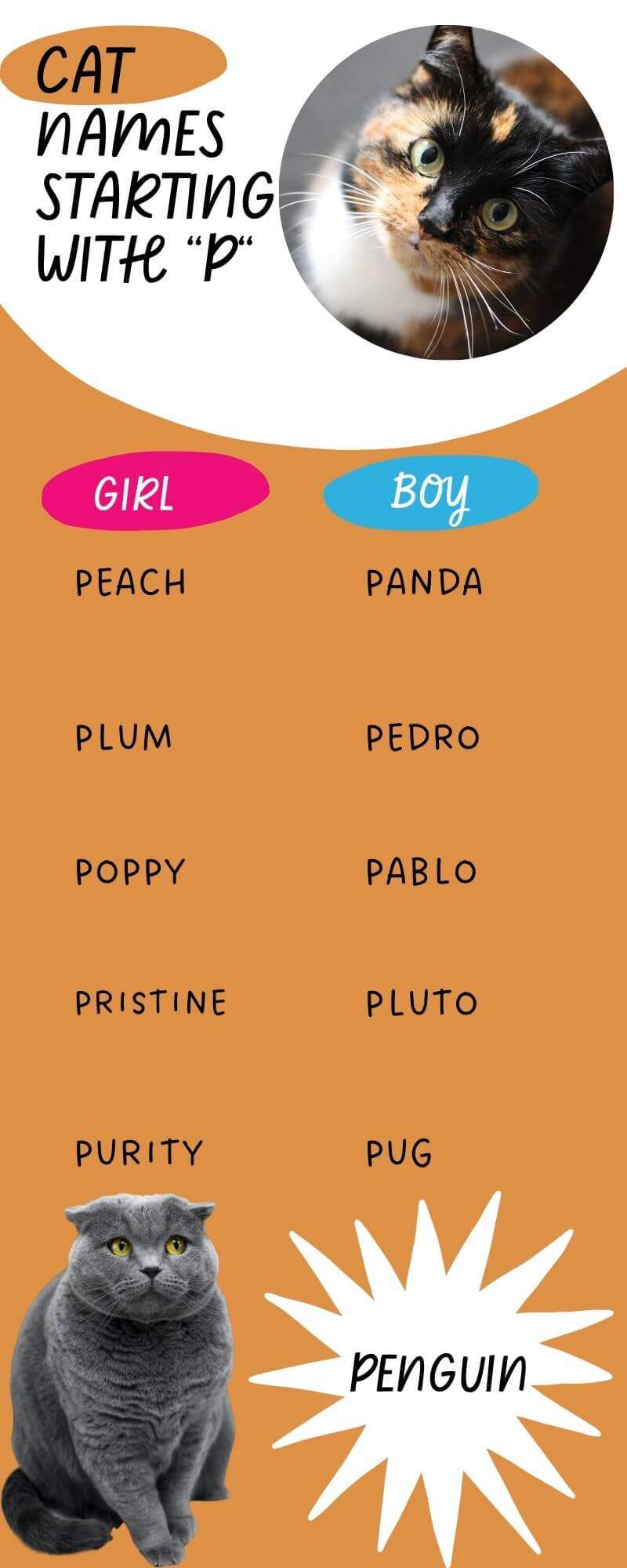 An infographic showing the list of 11 Cat Names Starting with P