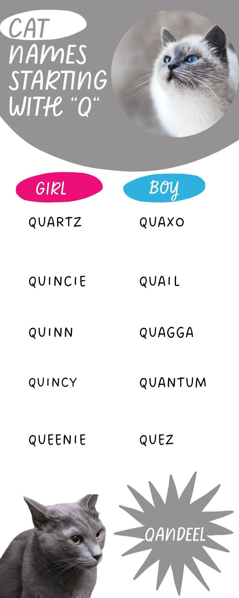 An Infographic showing the list of 11 Cat Names Starting with Q