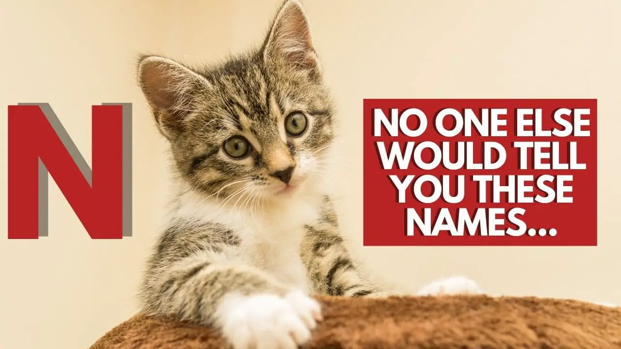 This is the Featured Image for a Blog Post Cat Names that start with N