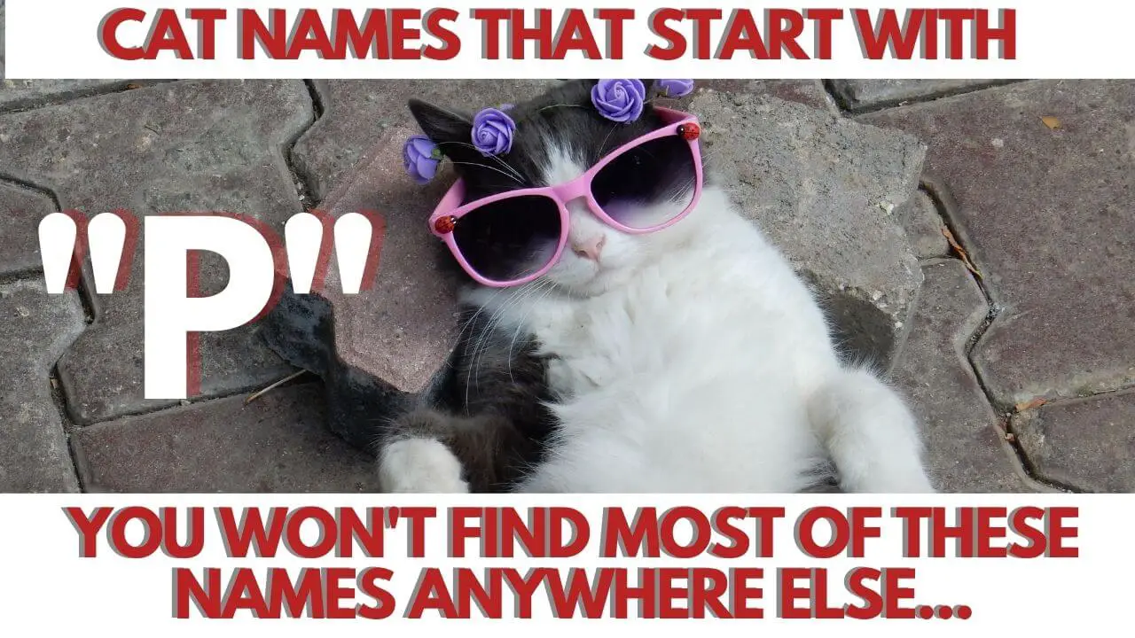 This is the Featured Image for a Blog Post Cat Names that start with P