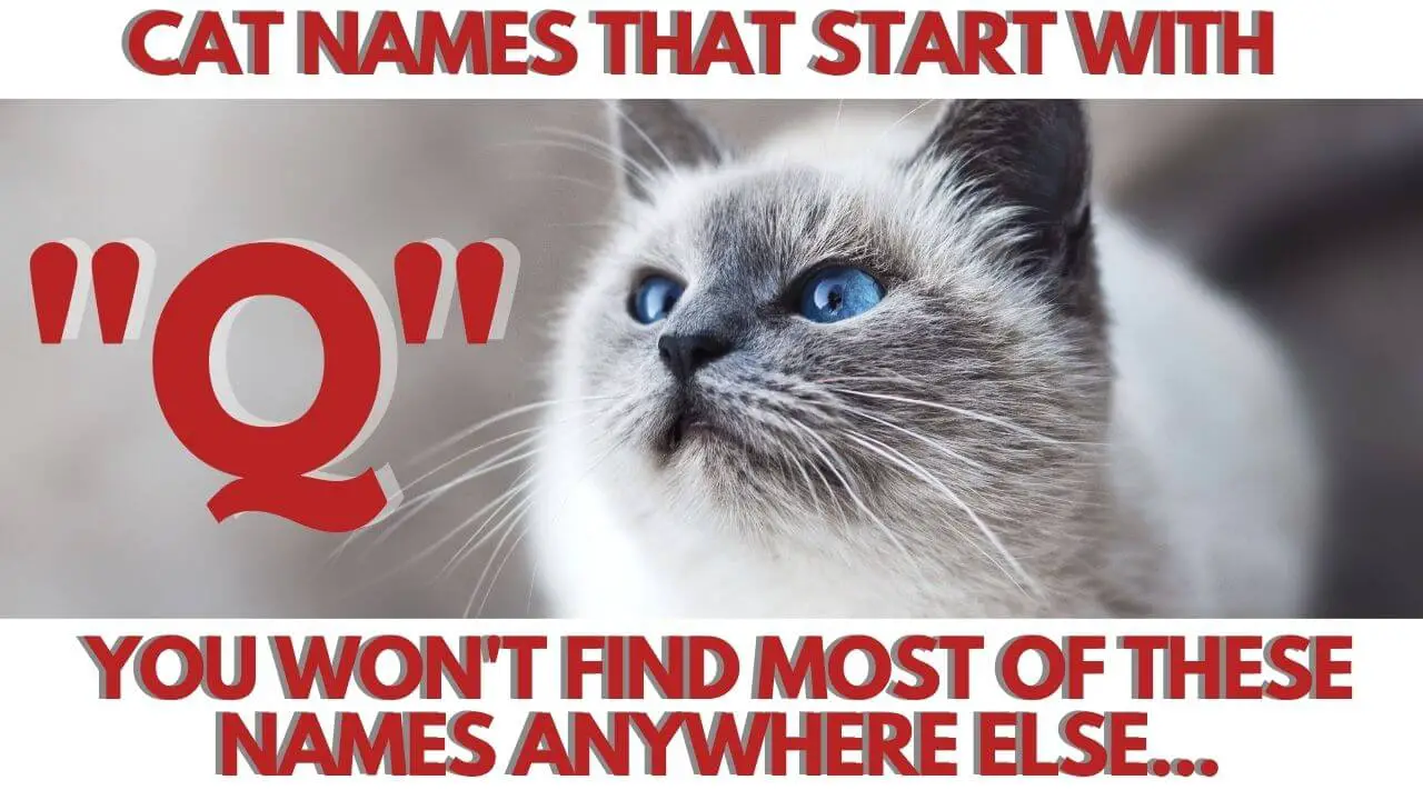 This is the Featured Image for a Blog Post Cat Names that start with Q