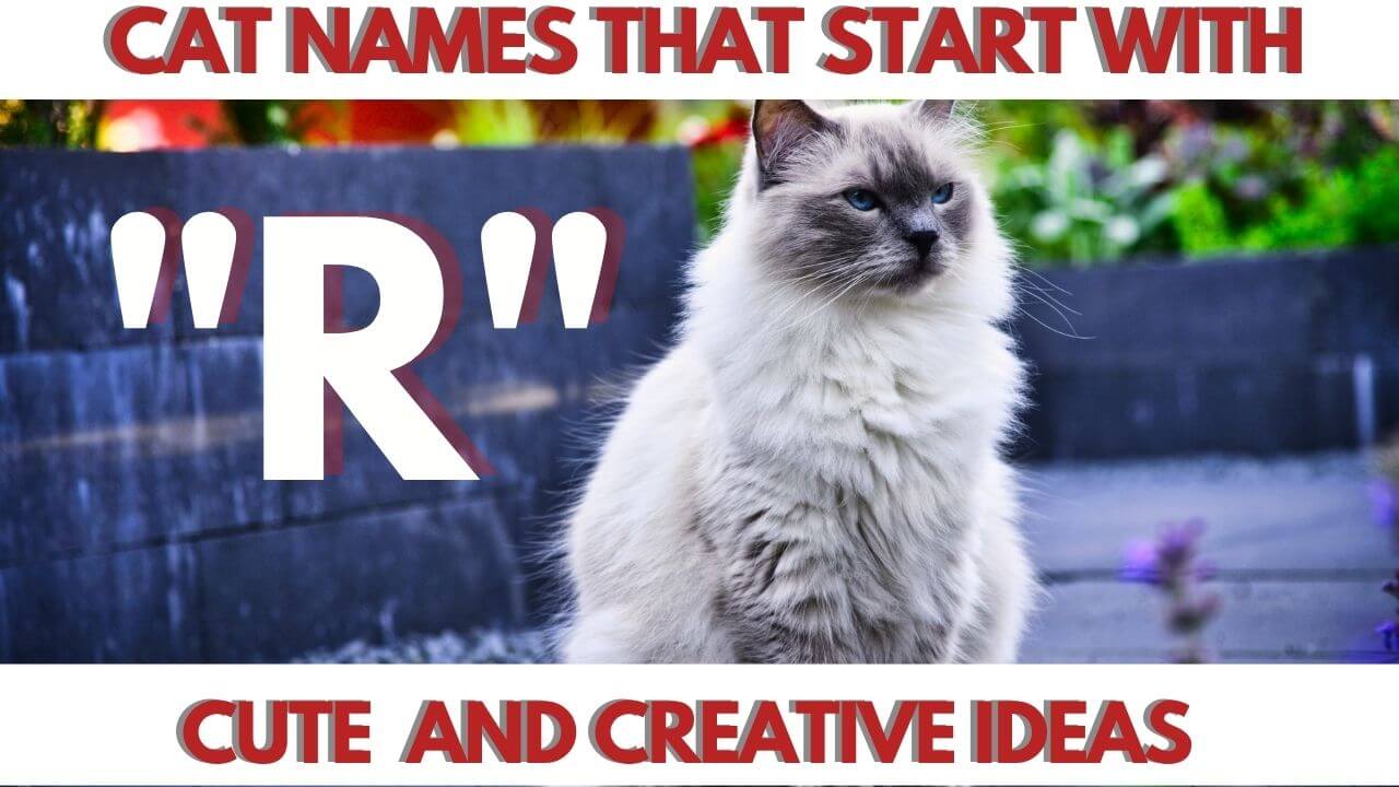 This is the Featured Image for a Blog Post Cat Names that start with R