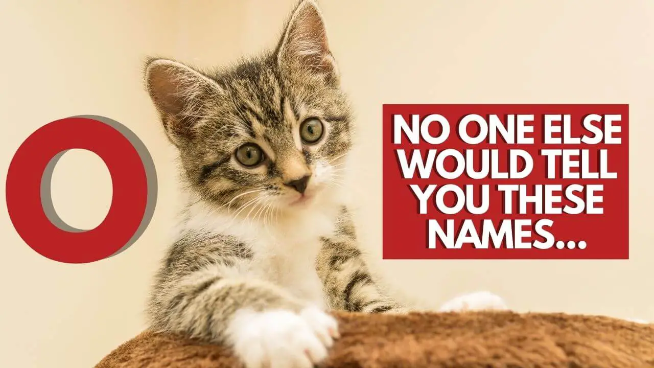 This is the featured image for the blog post cat name that strt with O