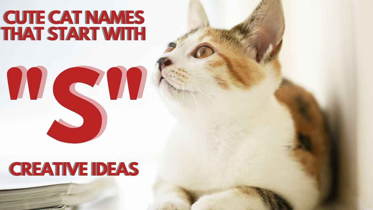 This is the Featured Image for a Blog Post Cat Names that start with S
