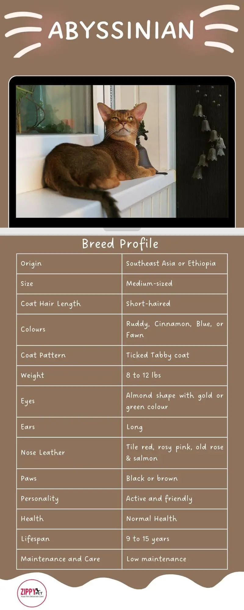 Abyssinian Cat Infographic