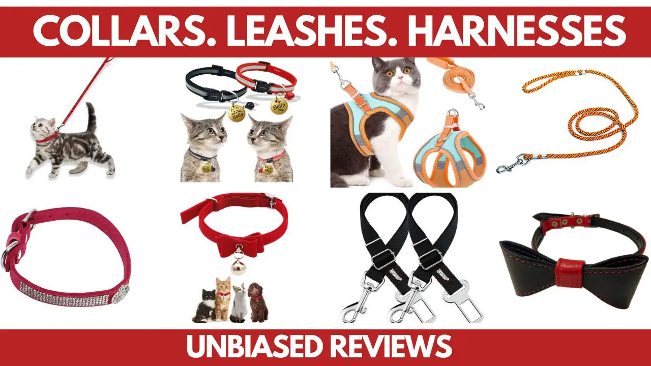 Featured Image for the post best cat collars