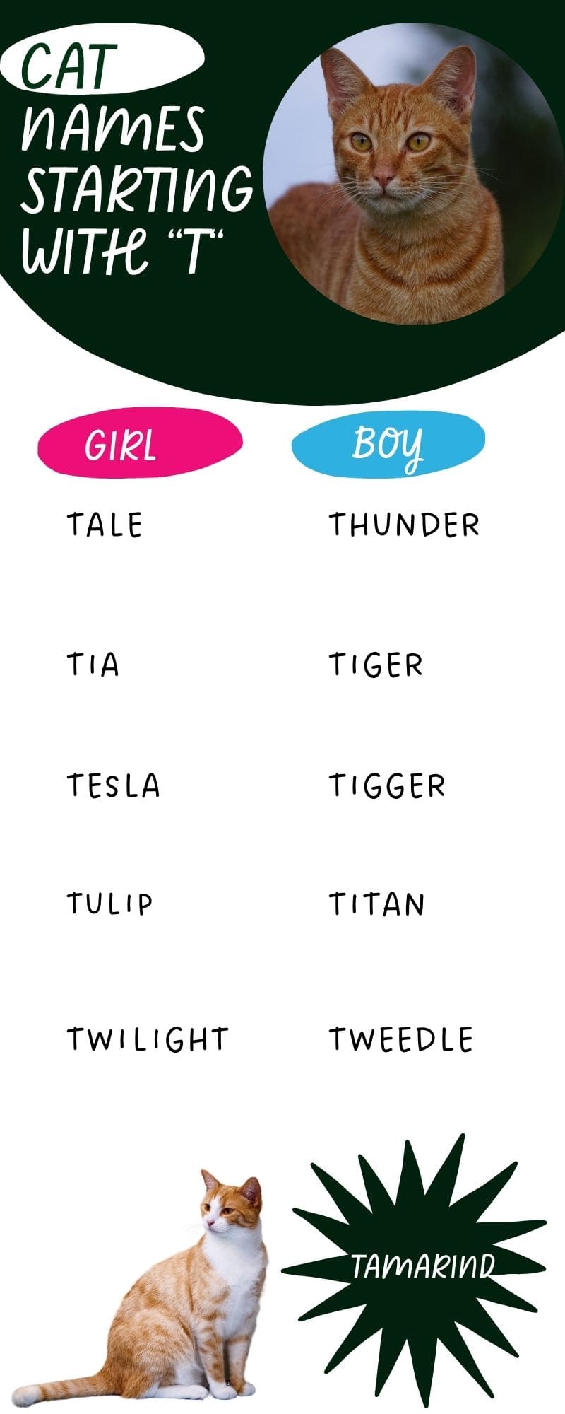 This infographic shows a list of 11 cat names which start with T