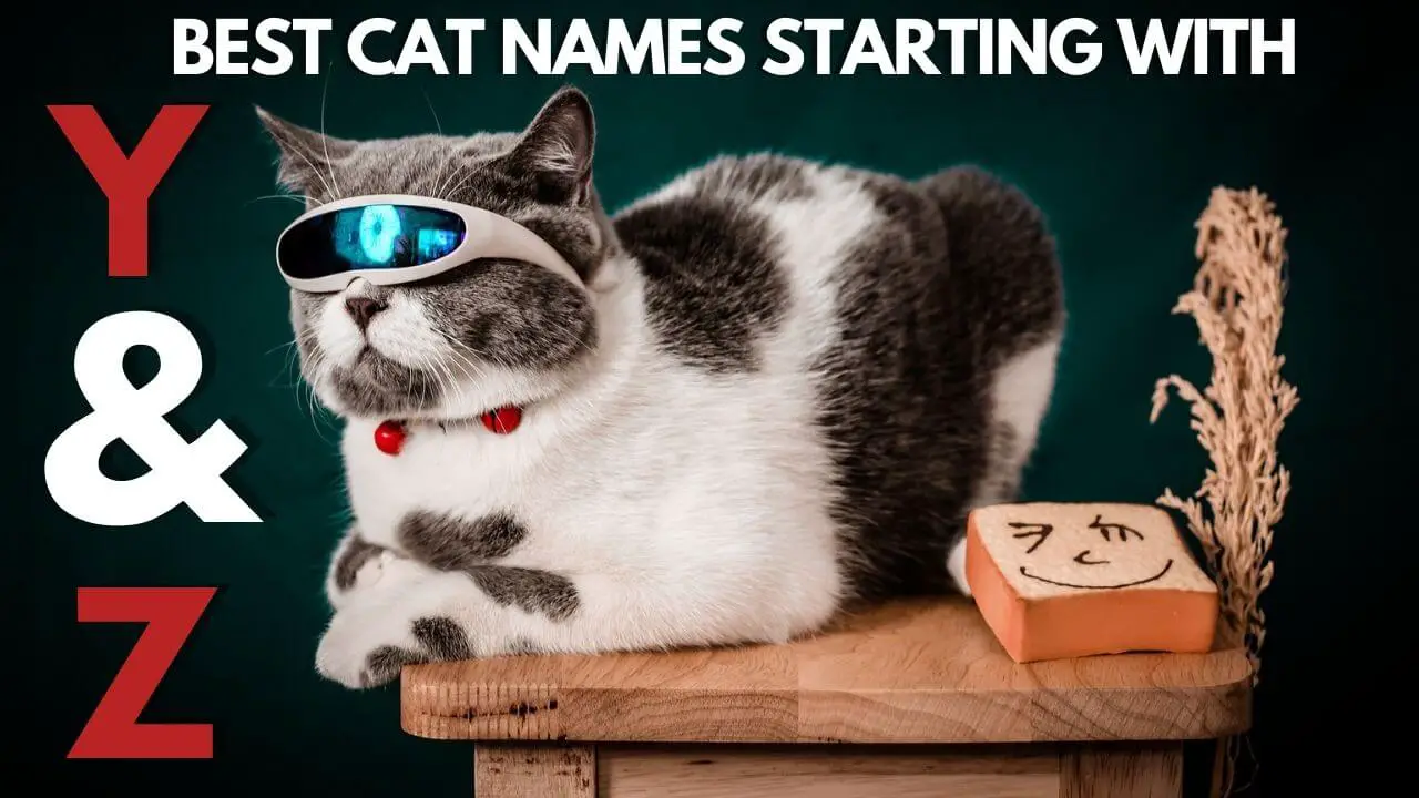 This is the Featured Image for a Blog Post Cat Names that start with Y and z