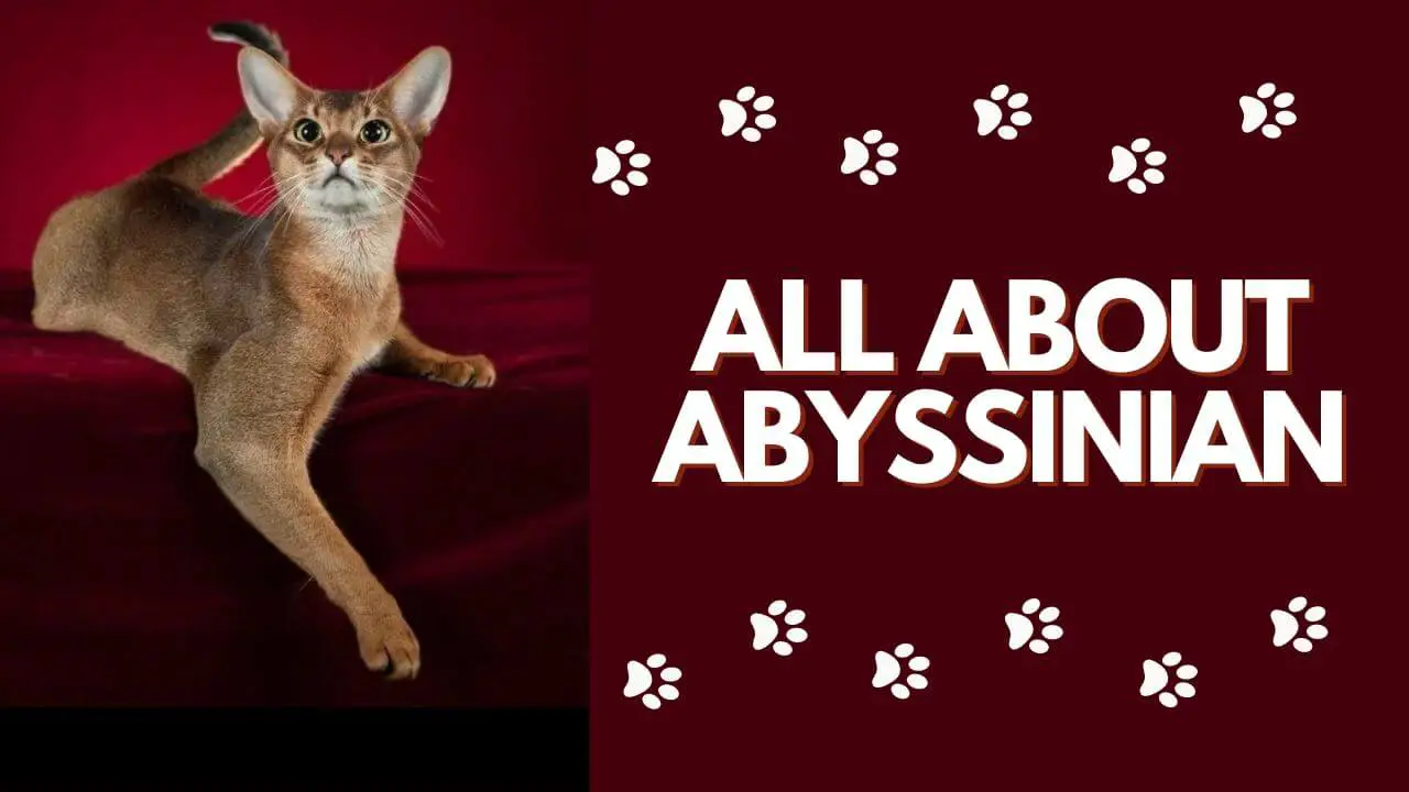 This is the Featured Image for a Blog Post Titled Abyssinian Cat