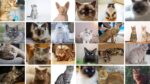 This a a featured image for a blpg post cat breeds by Zippy Pet