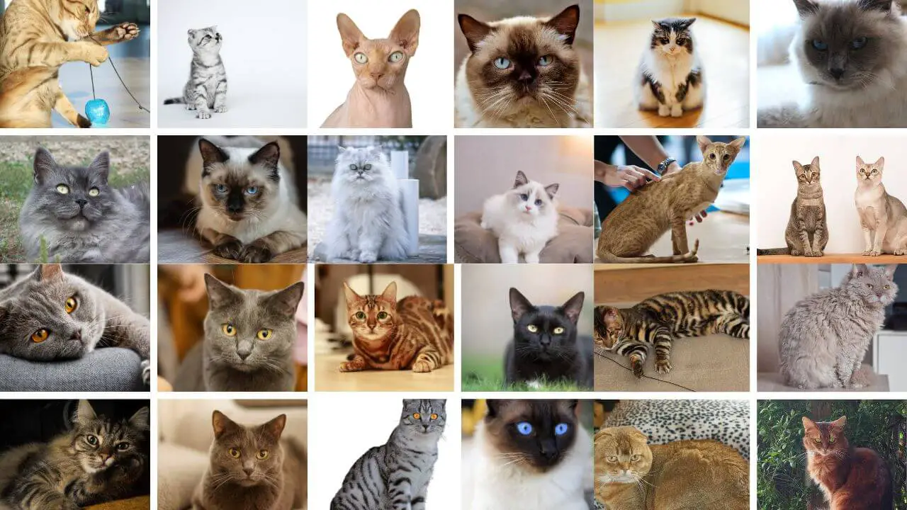 Cat Breeds (2023)- List with Photos