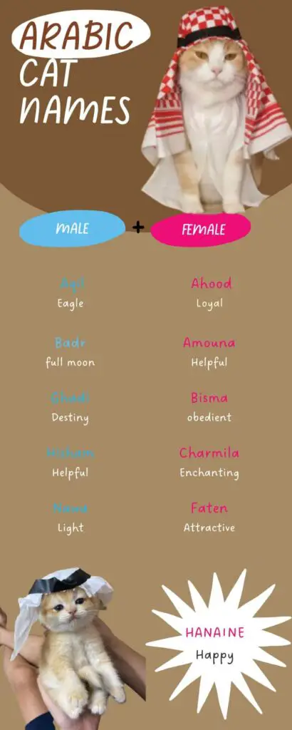 A list of 11 Arabic Names for Cats Infographic 