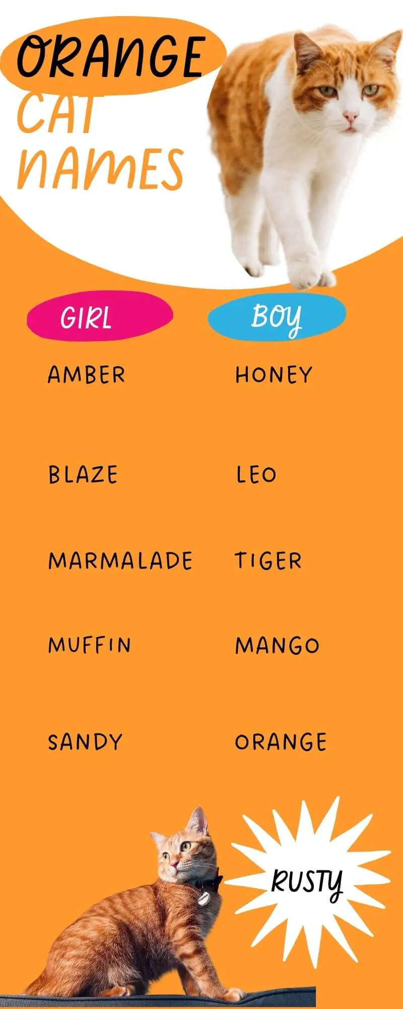 A list of 11 Ginger Names for Cats  Infographic 