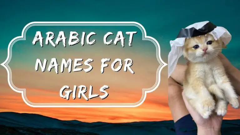 151 Arabic Cat Names- Muslim Names for Cats