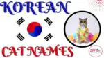 Featured Image for the Blog Post Korean Cat