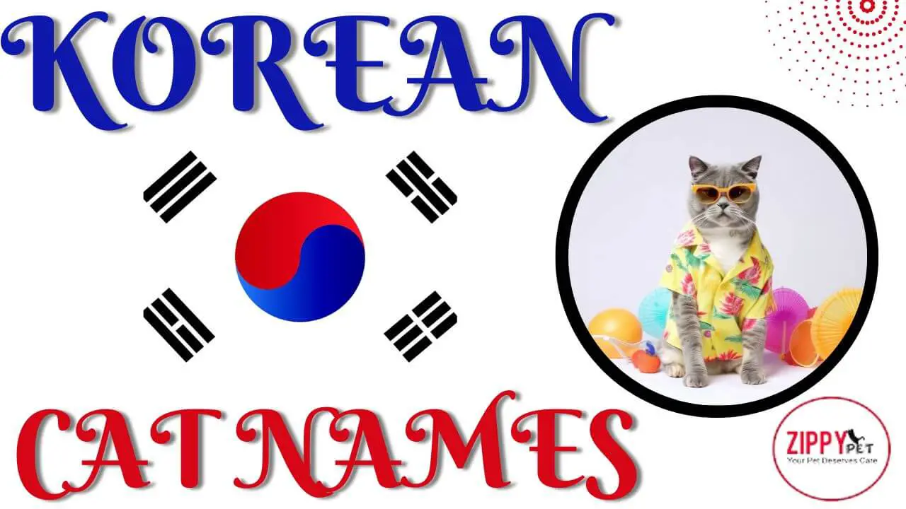 Featured Image for the Blog Post Korean Cat