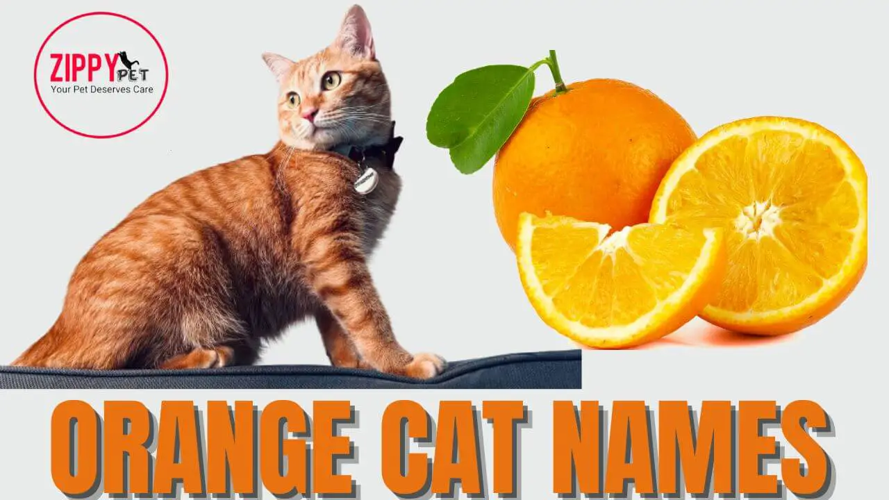 Featured Image for the Blog Post Orange Cat Names