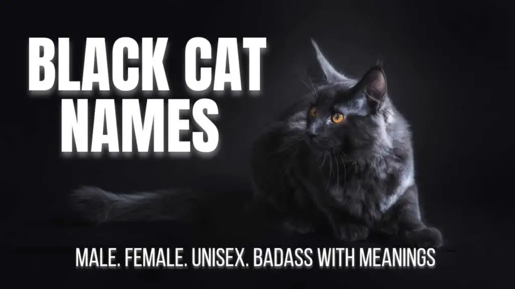 Featured Image For The Blog Post Black Cat Names 1024x576 