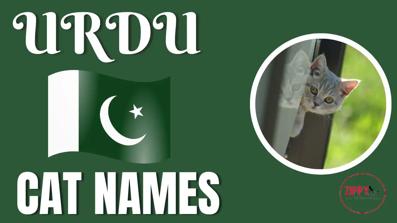 This is a featured image for the blog post Urdu Names for Cats