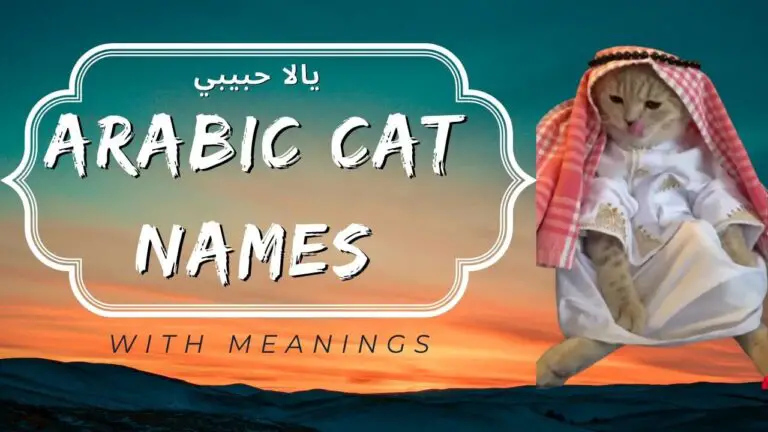 Muslim Girl Names For Cats