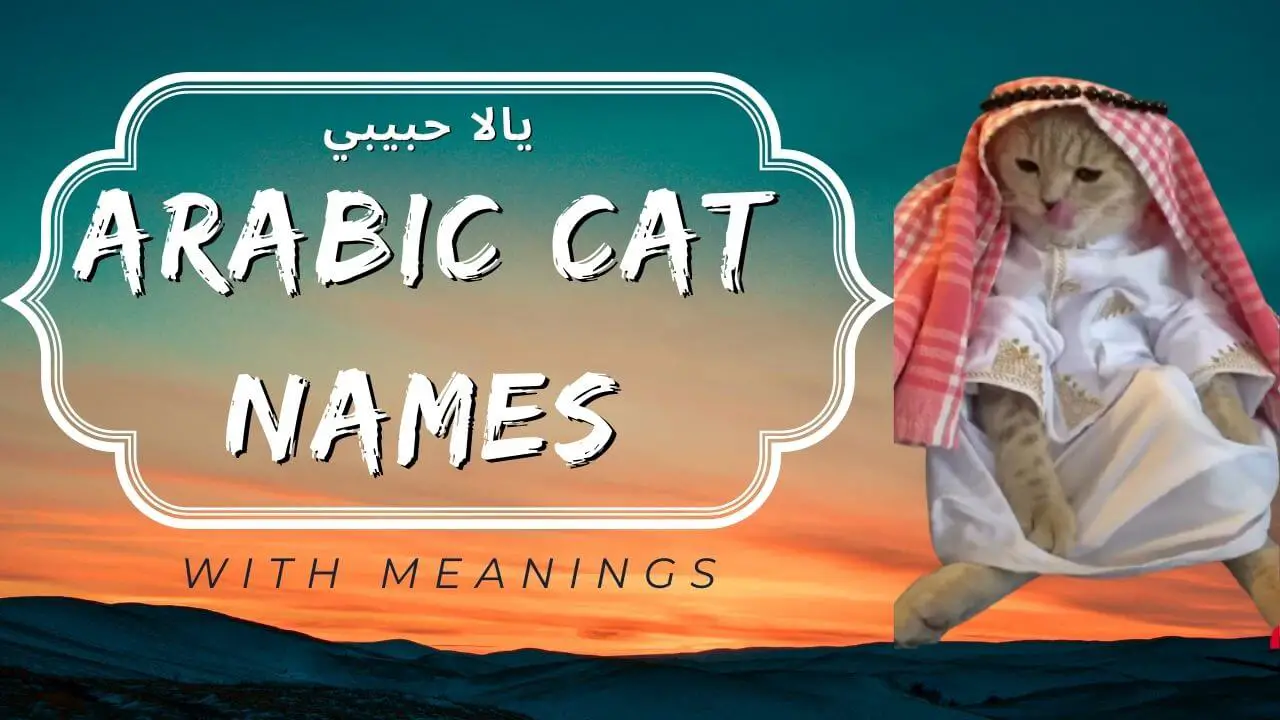 This is the Featured Image for a Blog Post Titled Arabic Cat Names