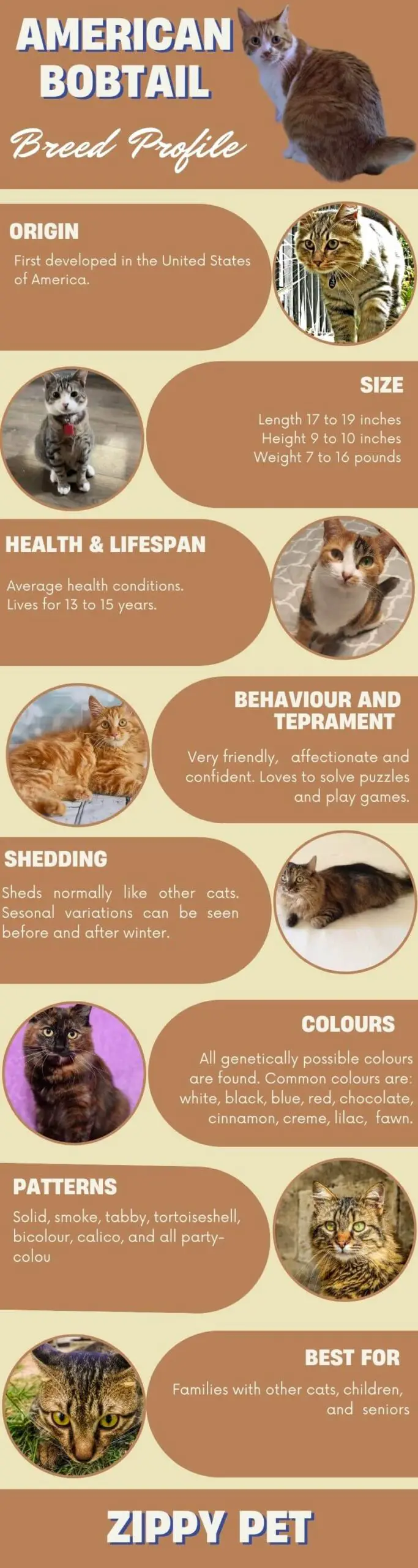 American Bobtail Cat Infographic
