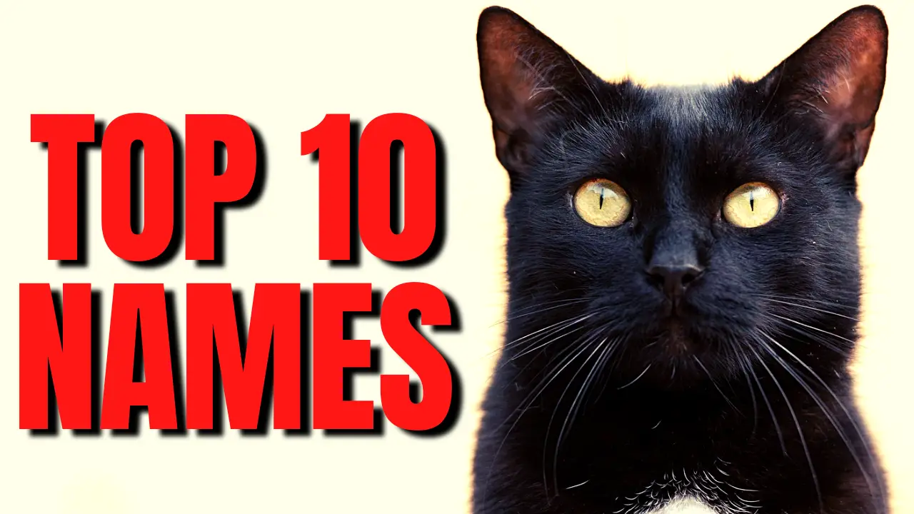 Top 10 Cat Names 