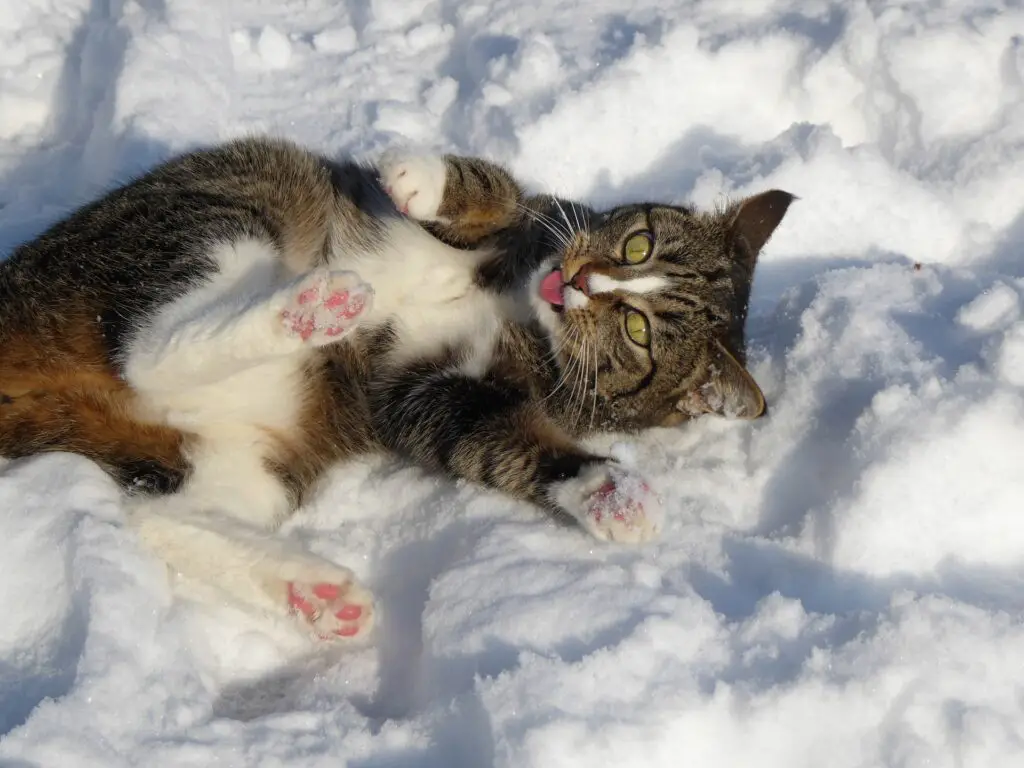 A Brown and White Tabby Cat Playing in the Snow