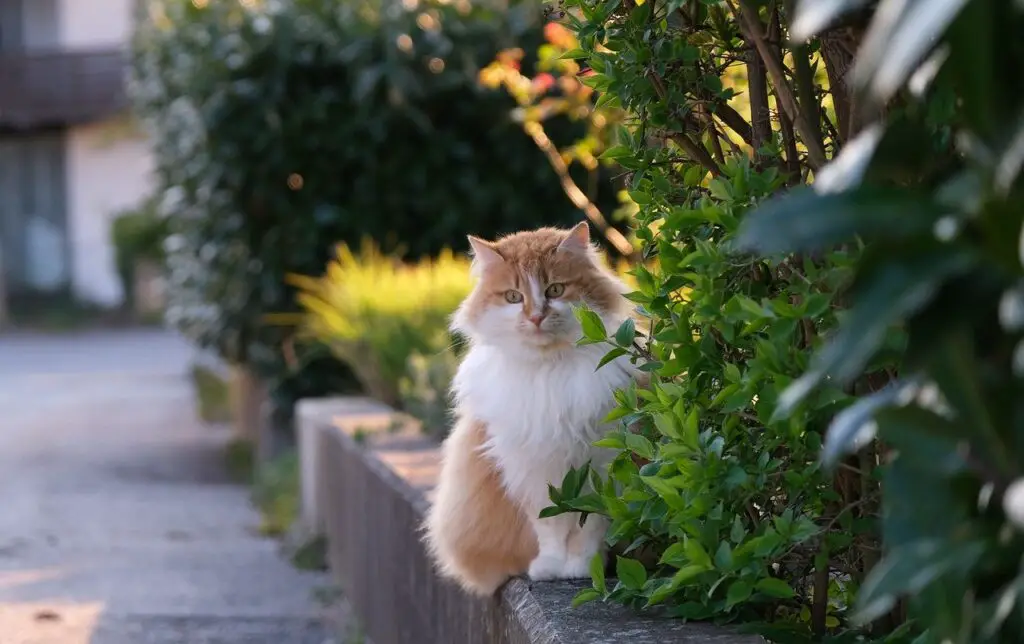 Orange and white Persian Cat